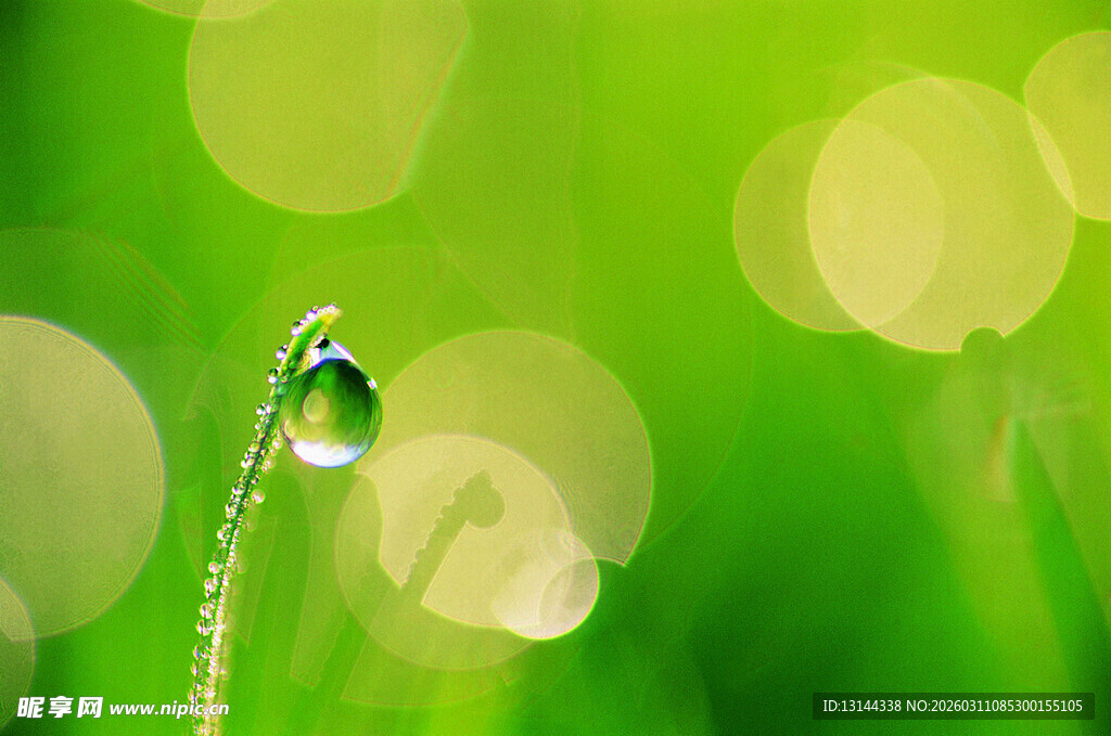 草尖上的晶莹露珠