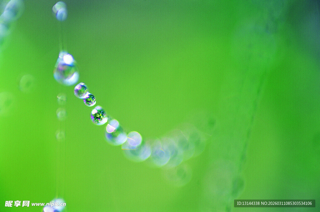 晶莹露珠挂于翠绿叶片