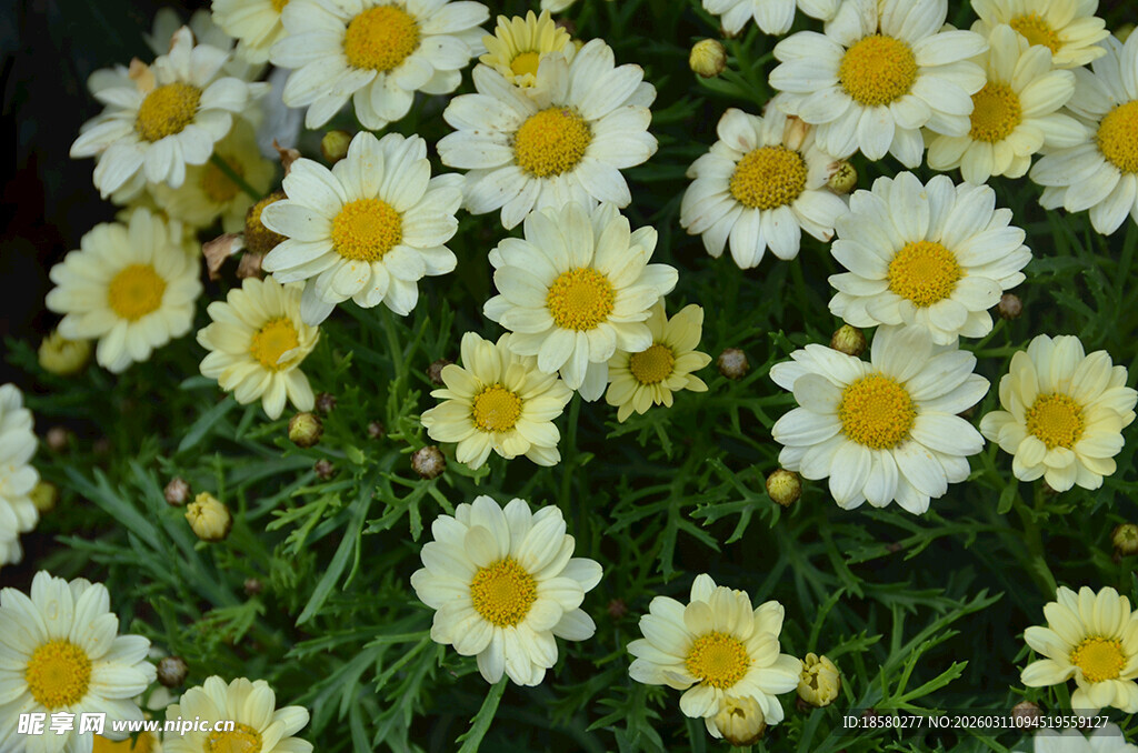 清新雏菊绽放于绿意间