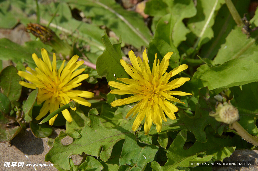 两朵绽放的黄色蒲公英