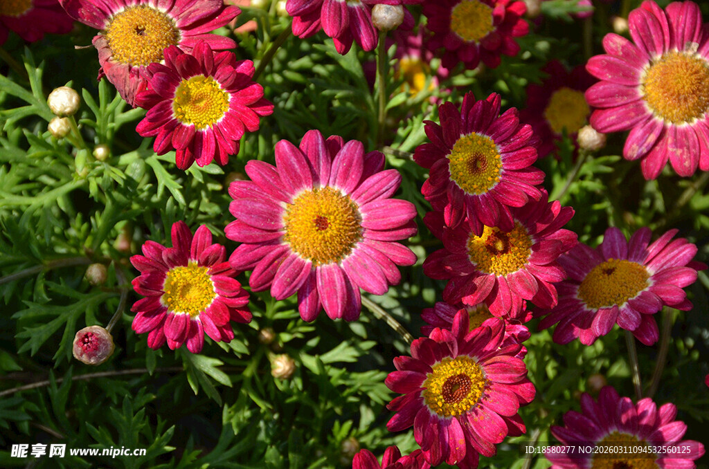 鲜艳多彩的粉色雏菊绽放
