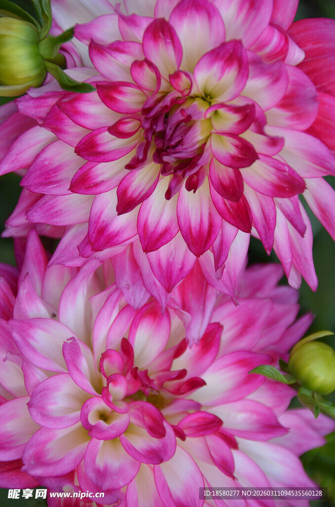 娇艳双色大丽花绽放