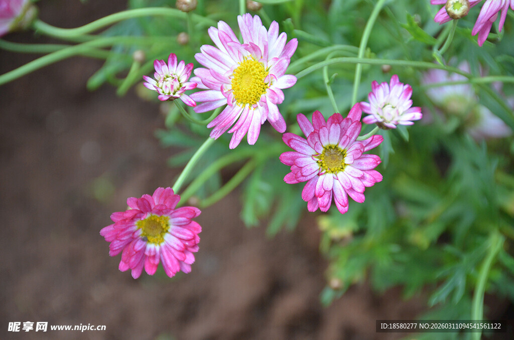 多彩雏菊绽放生机