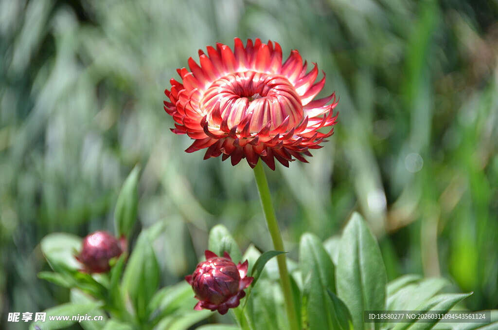 麦秆菊艳丽红色花朵绽放绿叶间