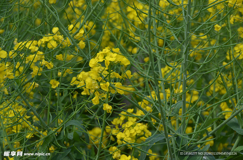 金黄油菜花田绽放生机