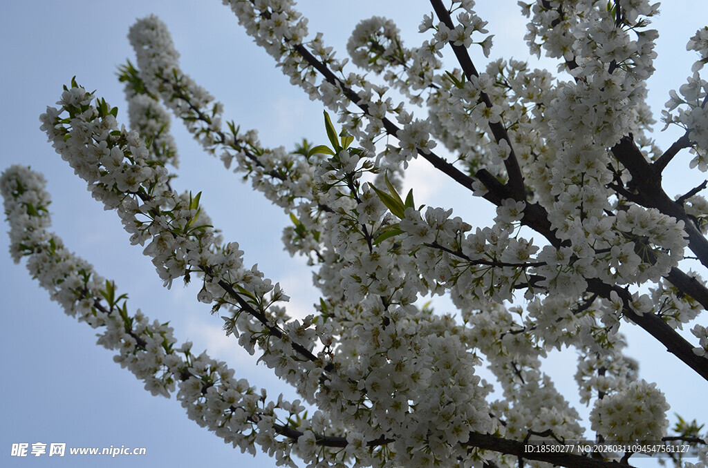 李子花枝头繁花绽放