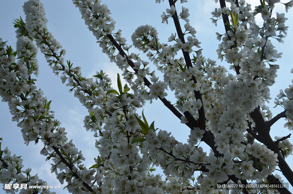 李子花枝头繁花绽春日好风光