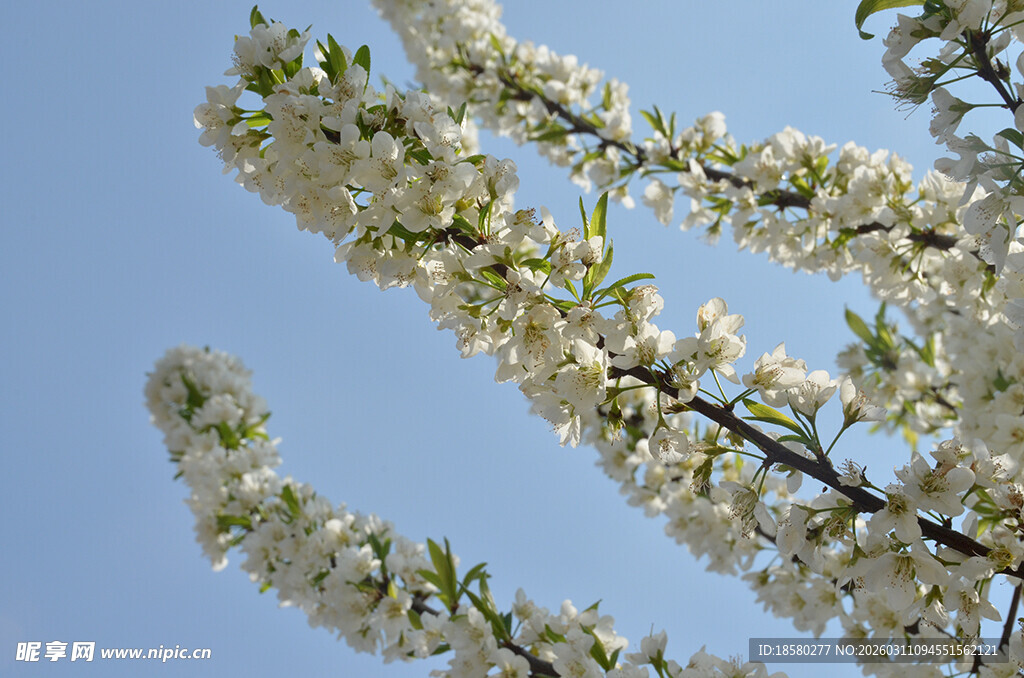 李子花蓝天映衬下的洁白花枝