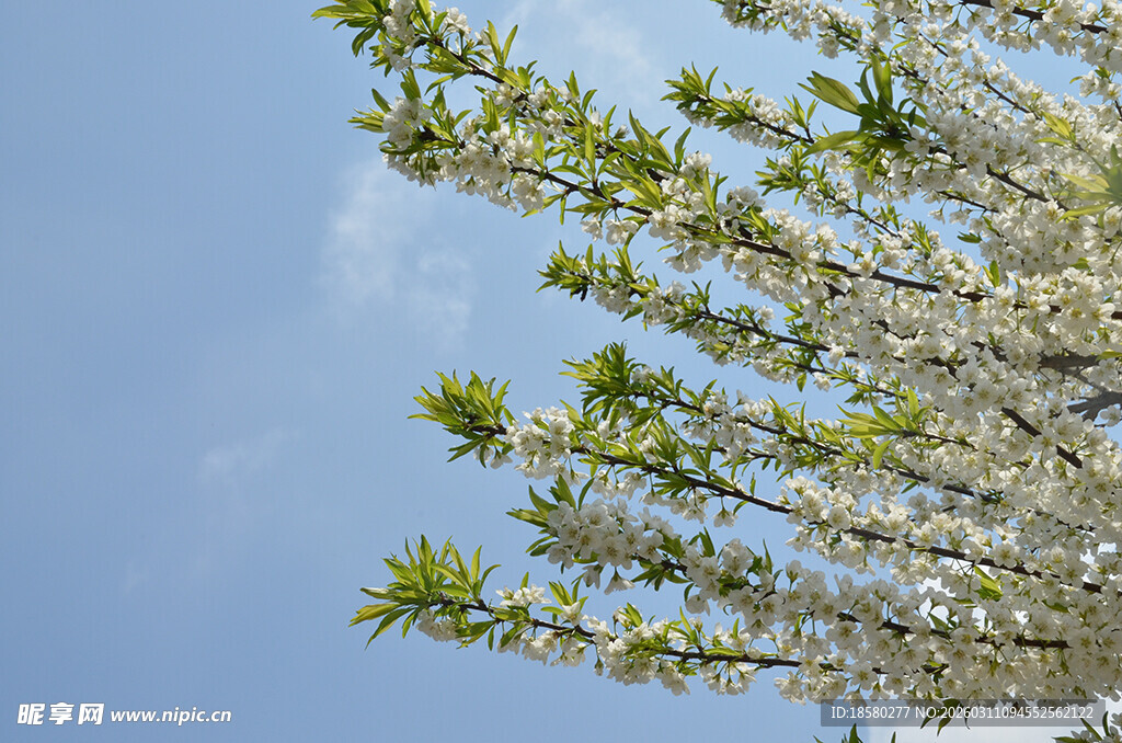 李子花蓝天映衬下的繁茂花枝