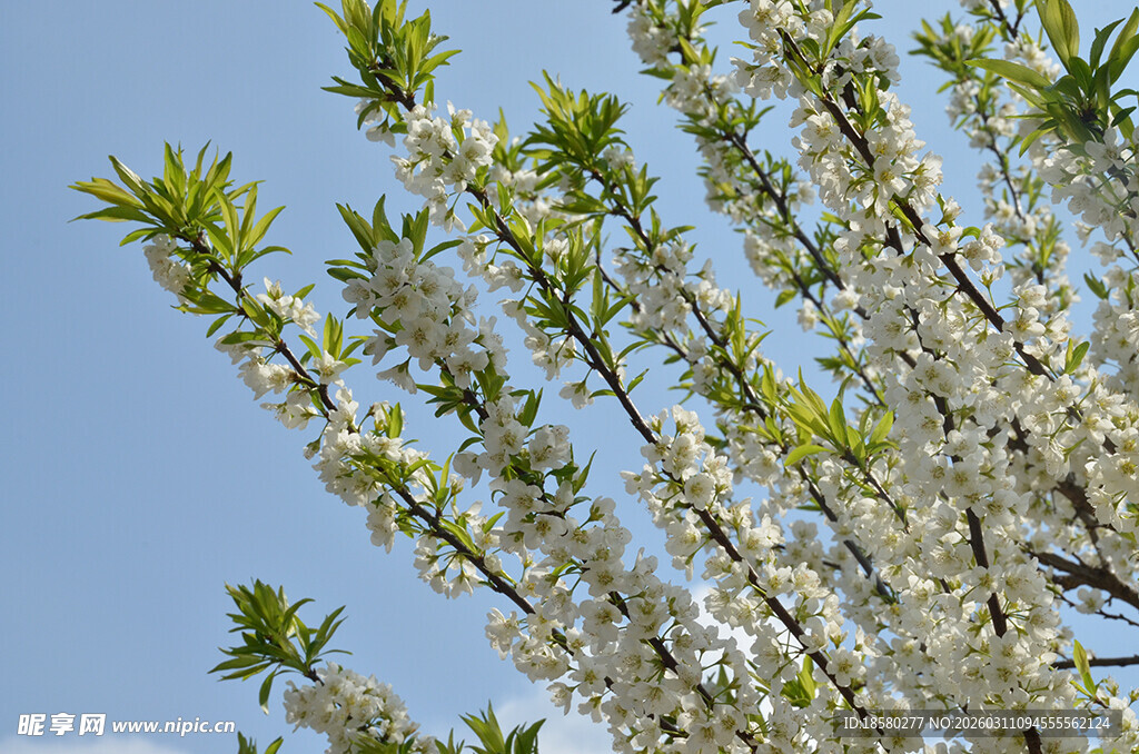 李子花枝头繁花绽绿意映蓝天