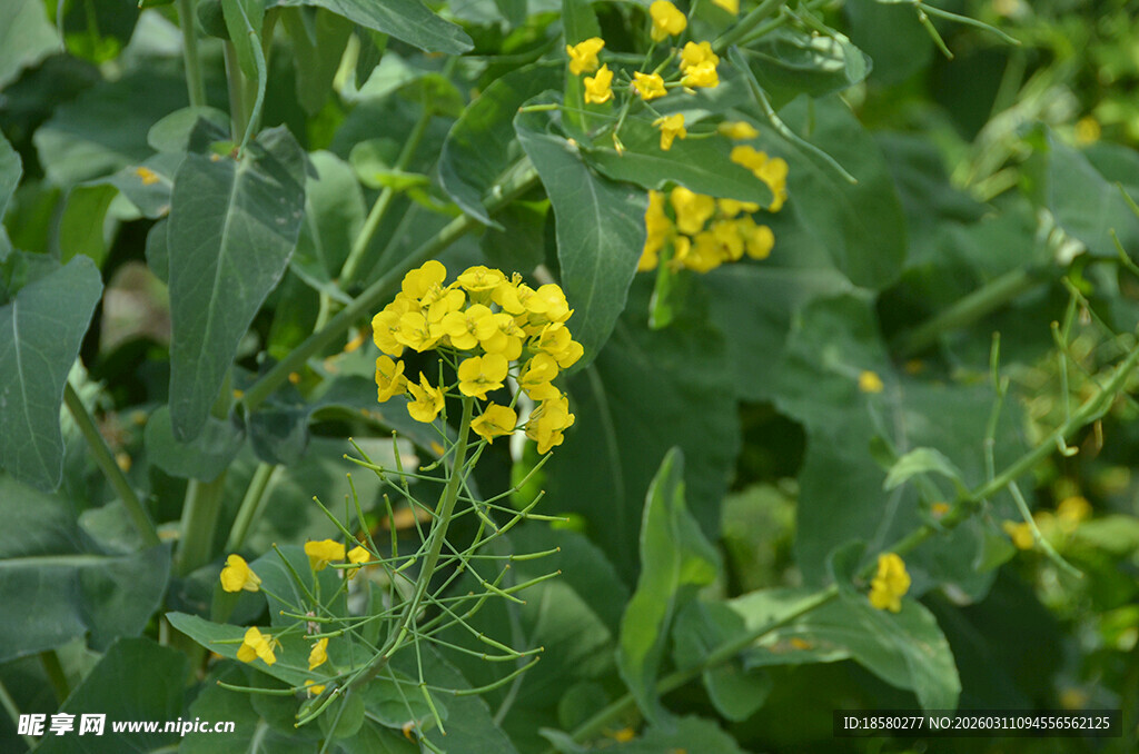 黄色油菜花绽放于绿叶间