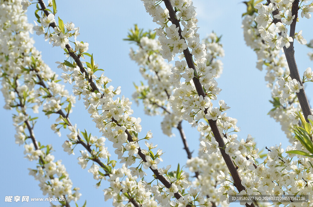 李子花枝头繁花绽