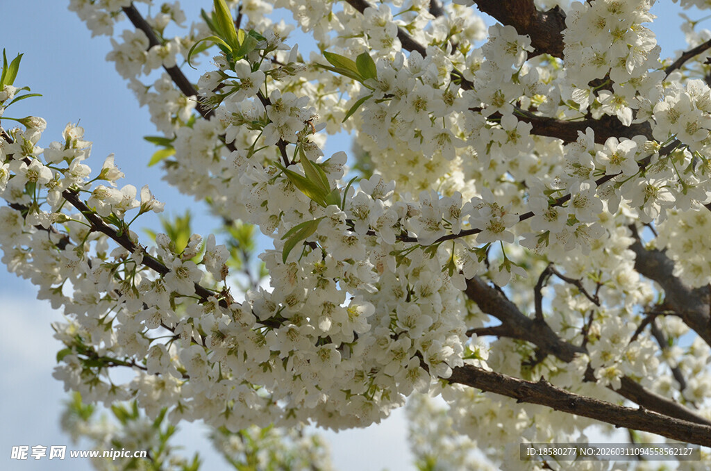 枝头绽放的洁白繁花