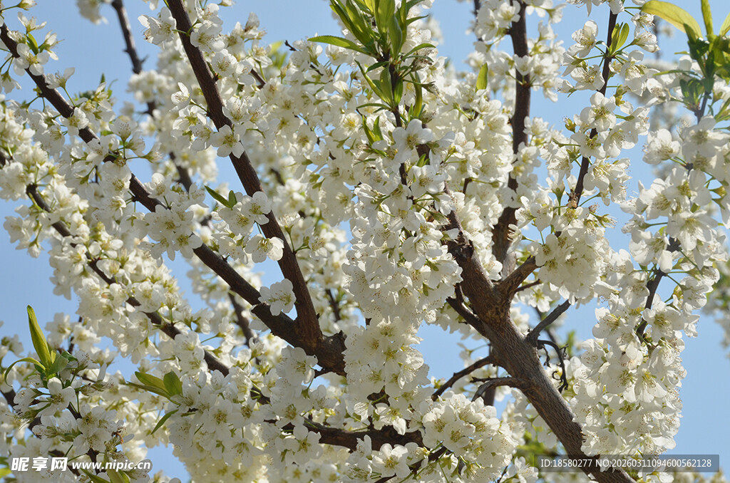 枝头繁花绽放的美丽景象