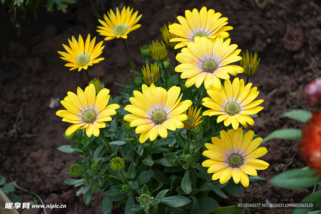蓝目菊黄色雏菊绽放于绿植间