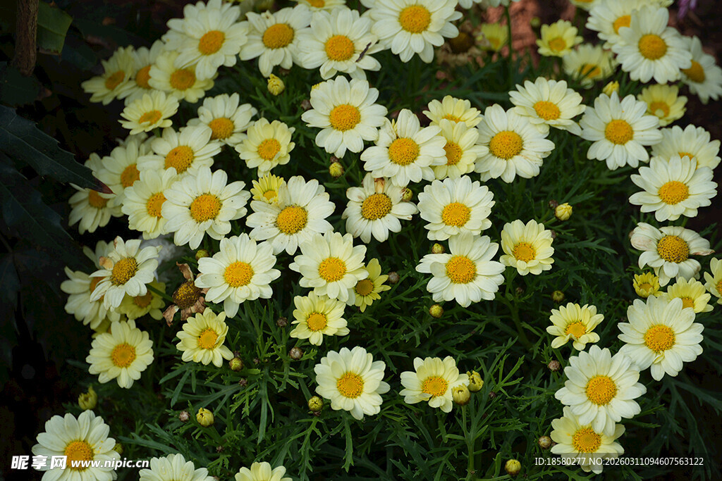 一片清新绽放的白色雏菊白晶菊