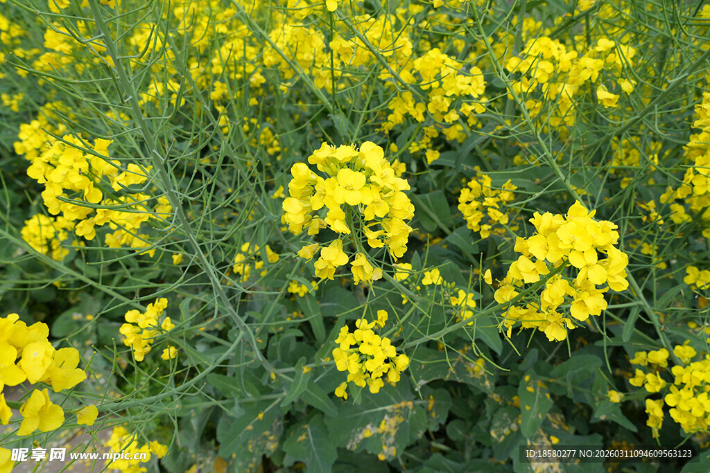 金黄灿烂的油菜花田