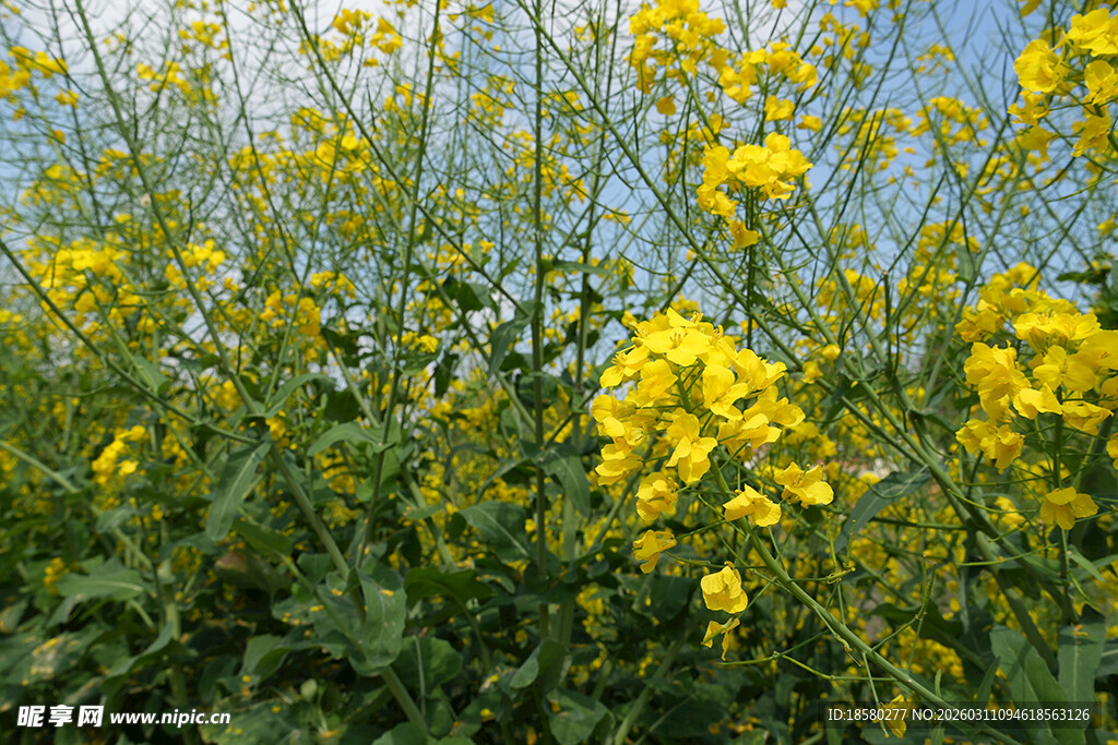 春日油菜花田美景
