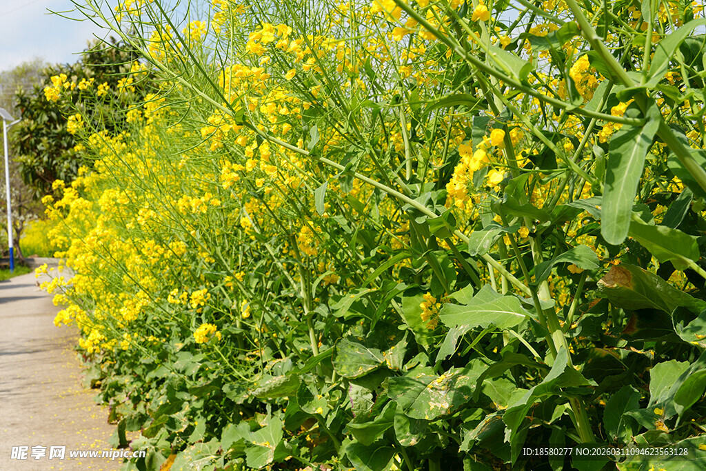 路边盛放的灿烂油菜花
