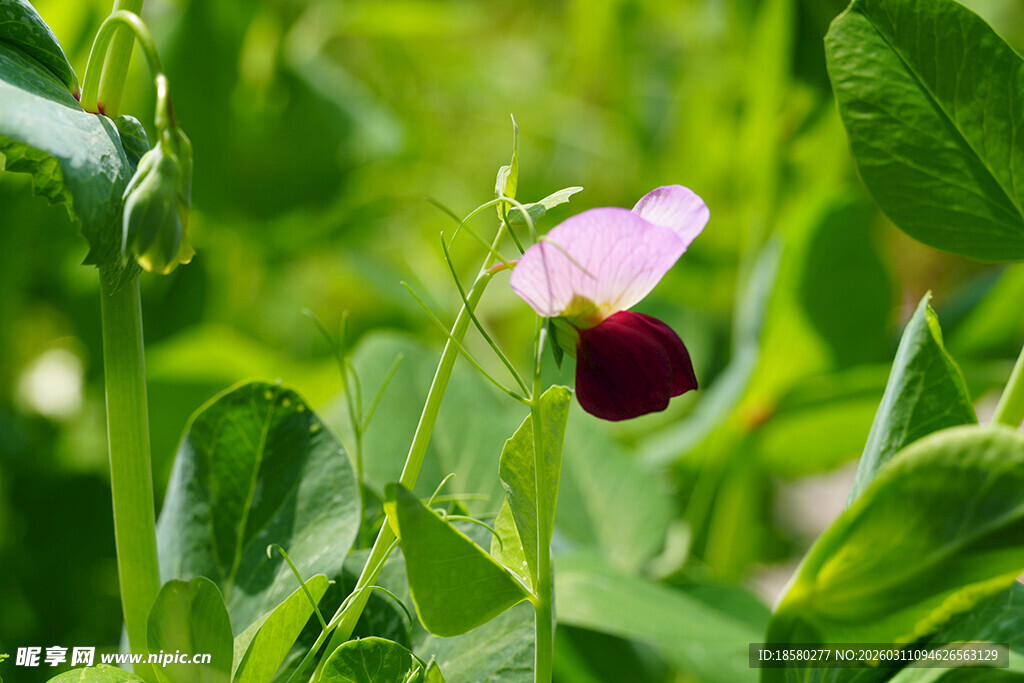 粉色豌豆花绽于绿叶间