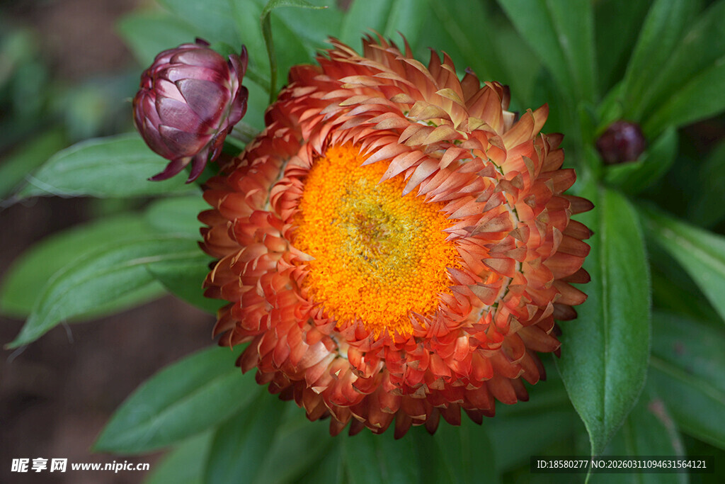 麦秆菊橙黄花朵绽绿叶间