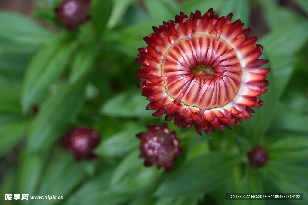 麦秆菊艳丽多彩的菊科花卉