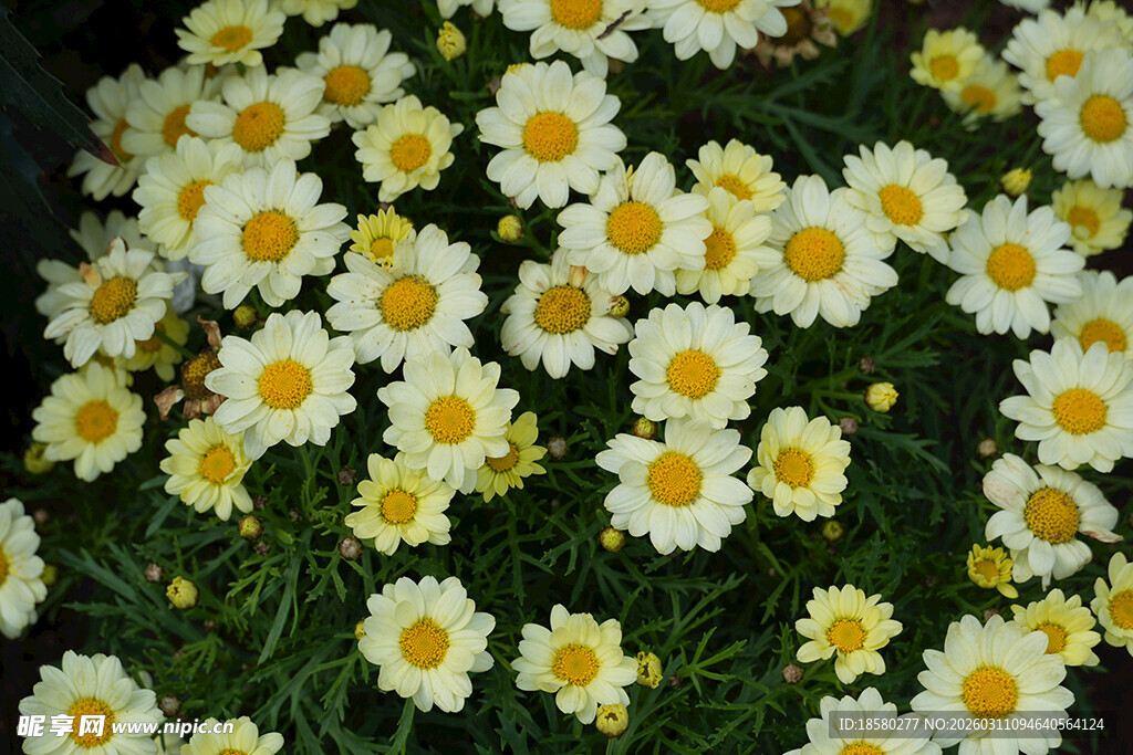 白色雏菊铺满绿色草地