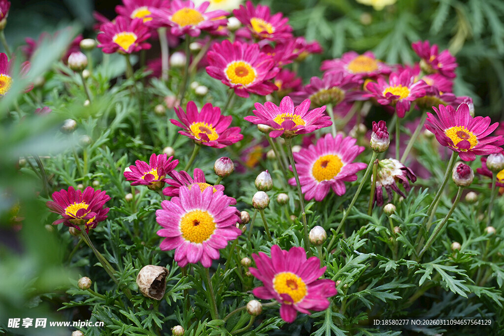 缤纷艳丽的粉色雏菊绽放