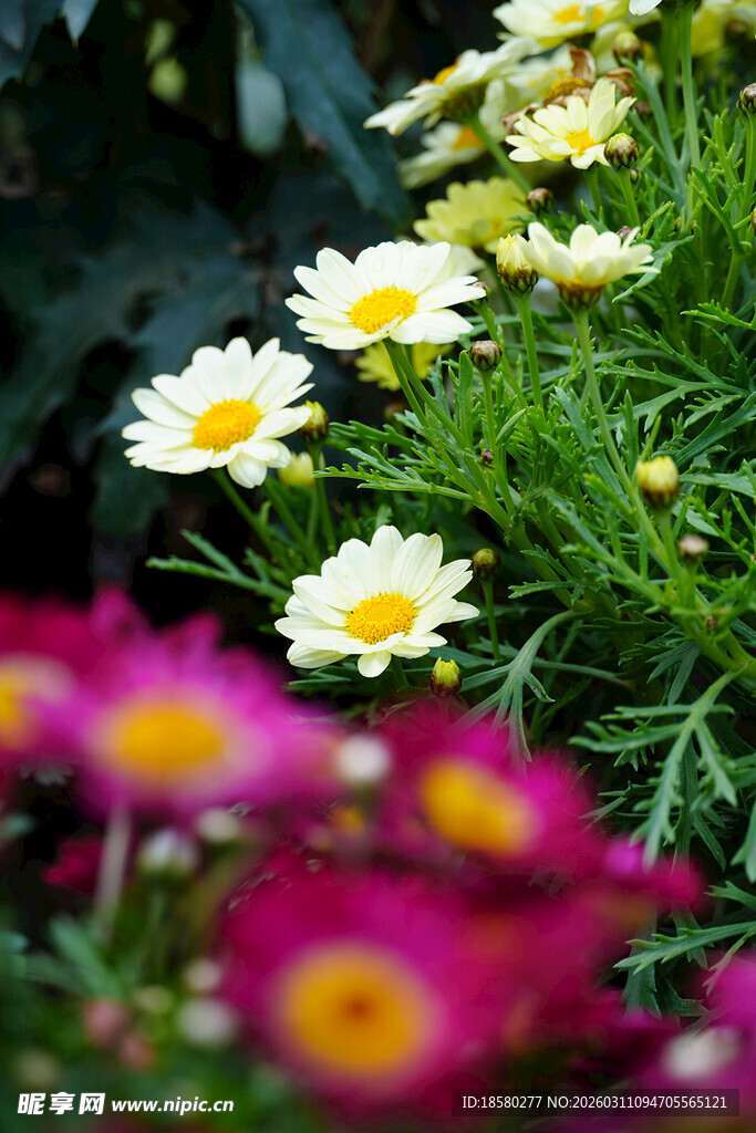 蓝目菊多彩雏菊绽放生机