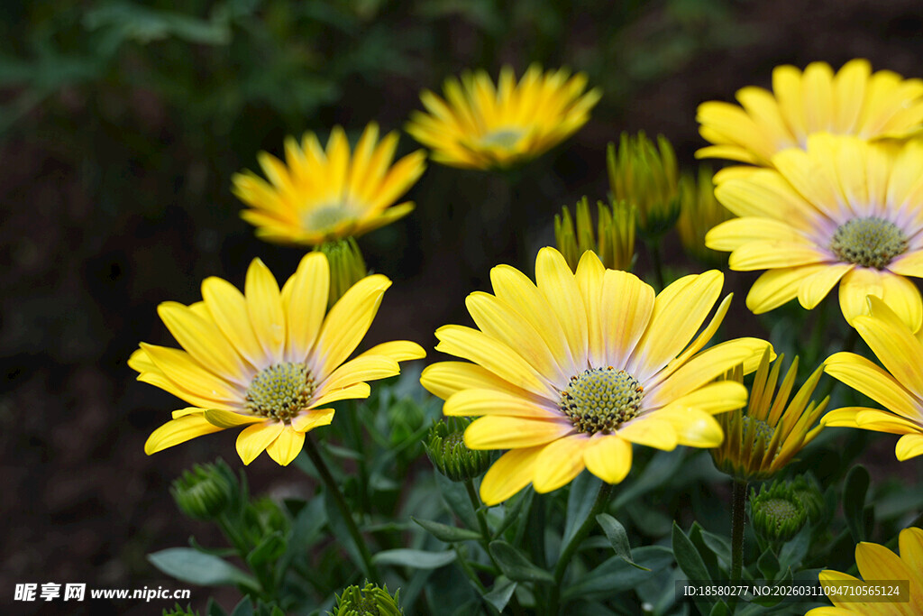 绽放的黄色美丽雏菊