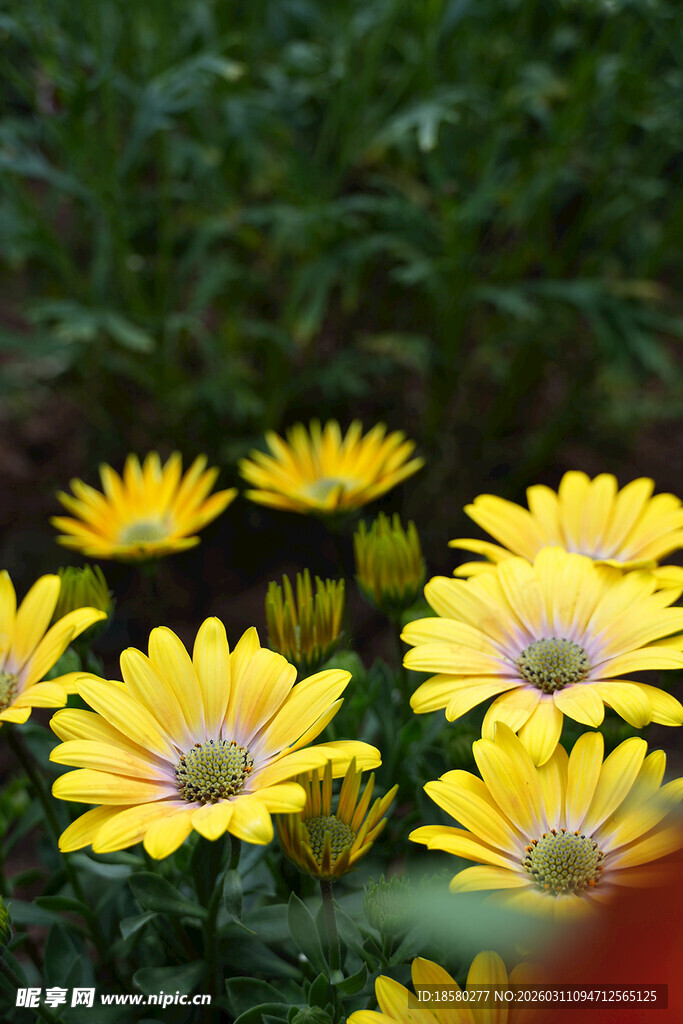 蓝目菊黄色雏菊花丛绽放