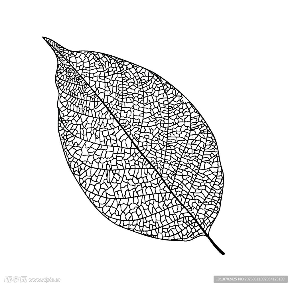 叶脉线条图