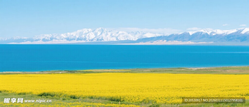 青海湖高原湖泊油菜花金黄花海