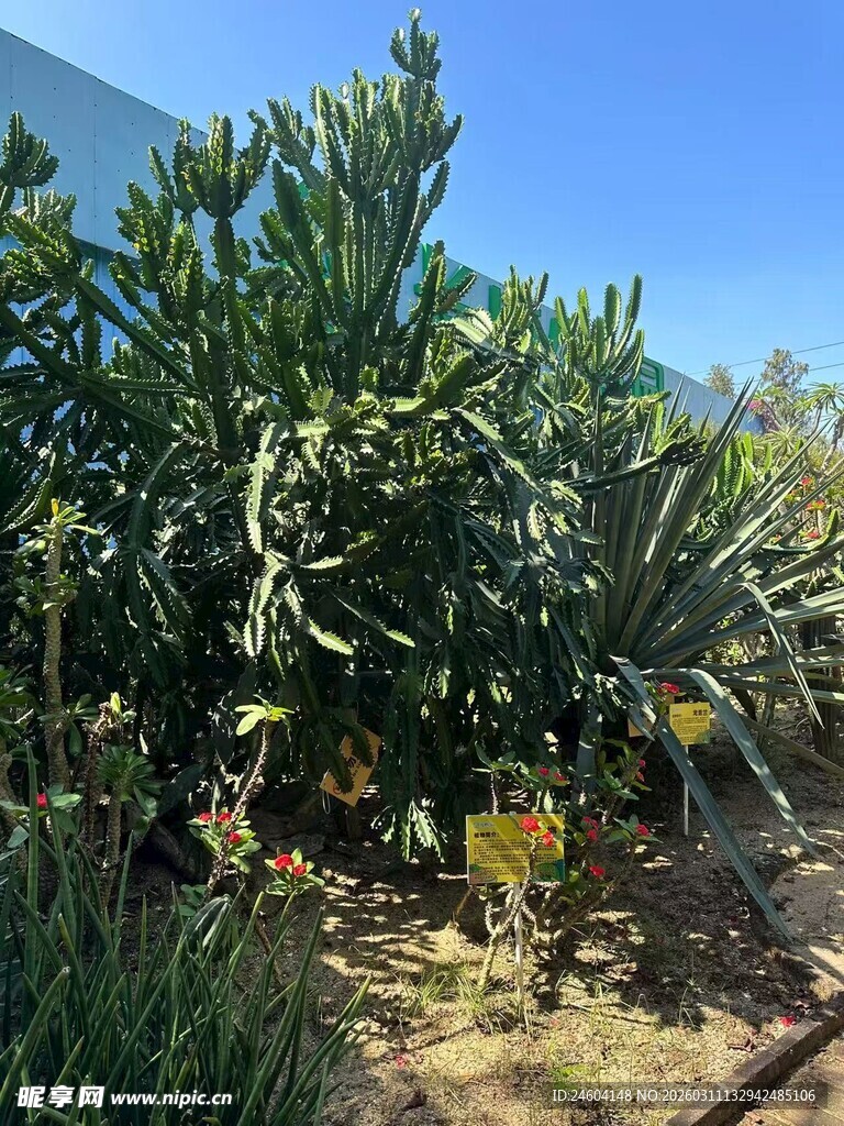 多样仙人掌植物景观