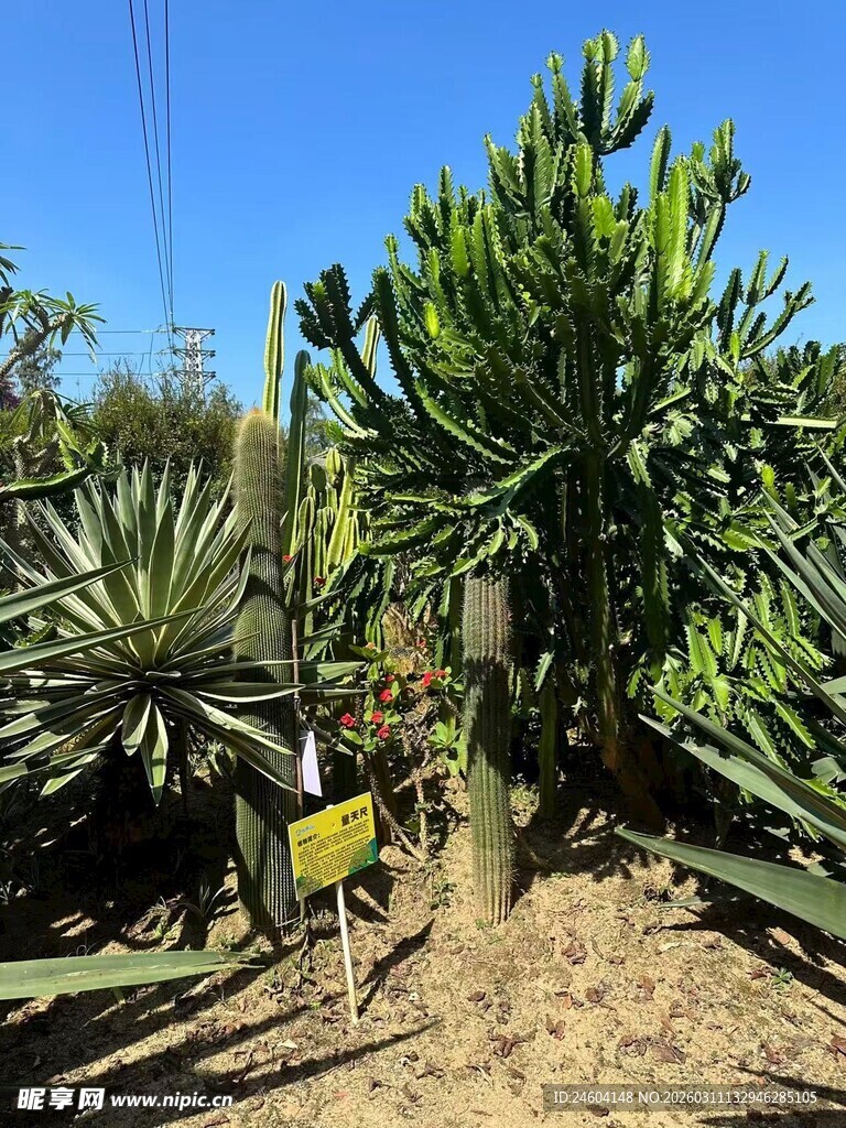 多样仙人掌植物景观