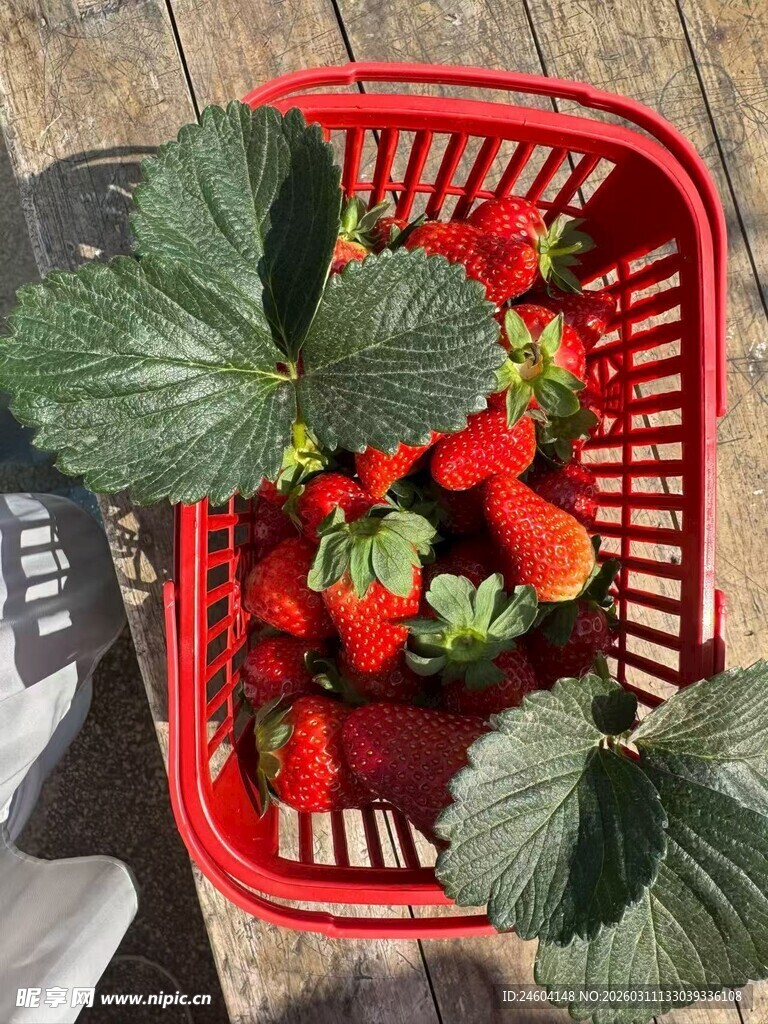 红篮中新鲜草莓带绿叶
