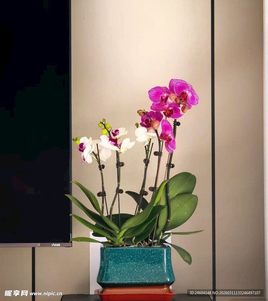 多彩蝴蝶兰盆栽装点家居