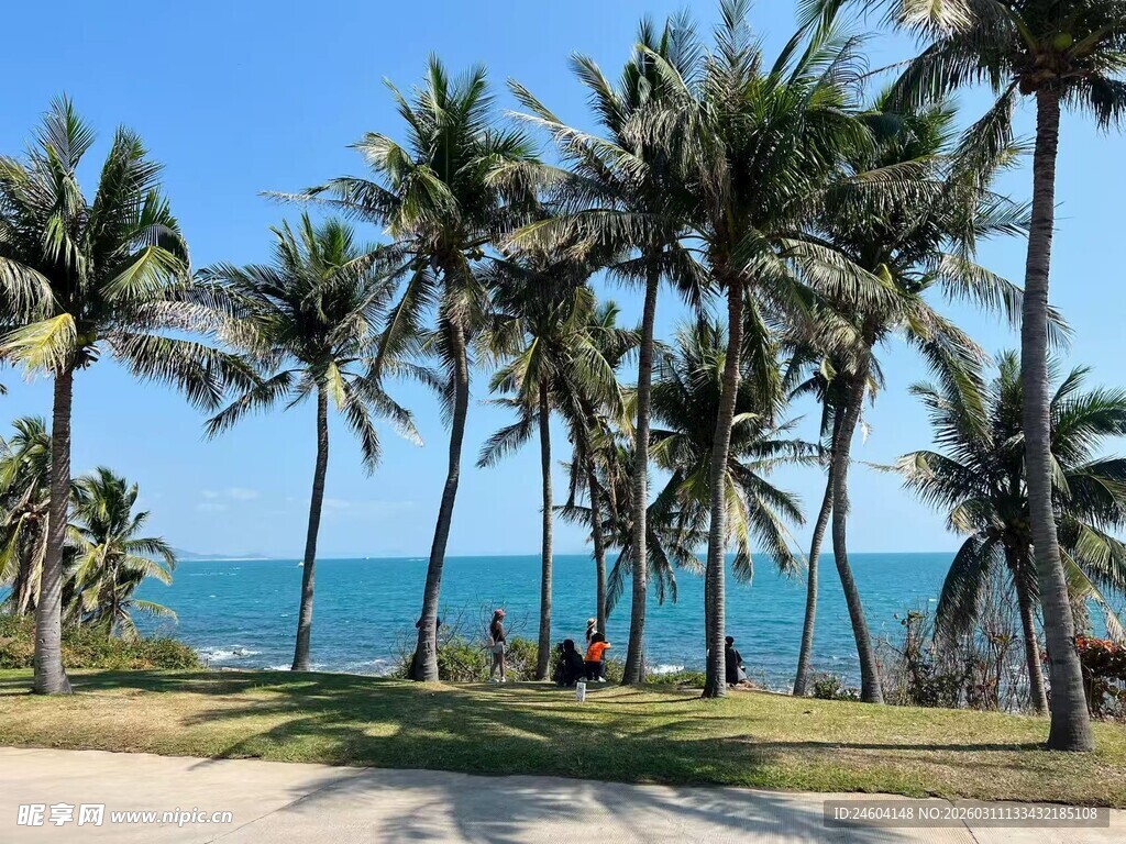 海边椰林美景