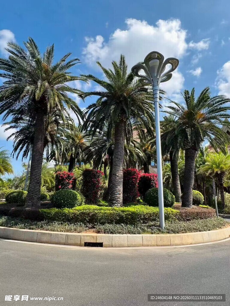 道路旁的棕榈树景观