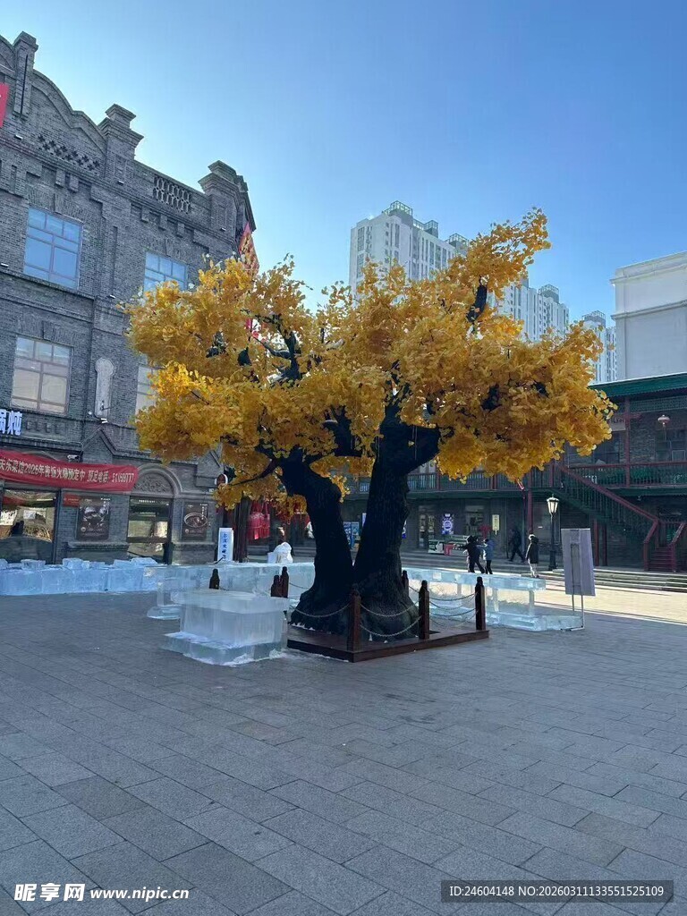 街头金黄大树景观