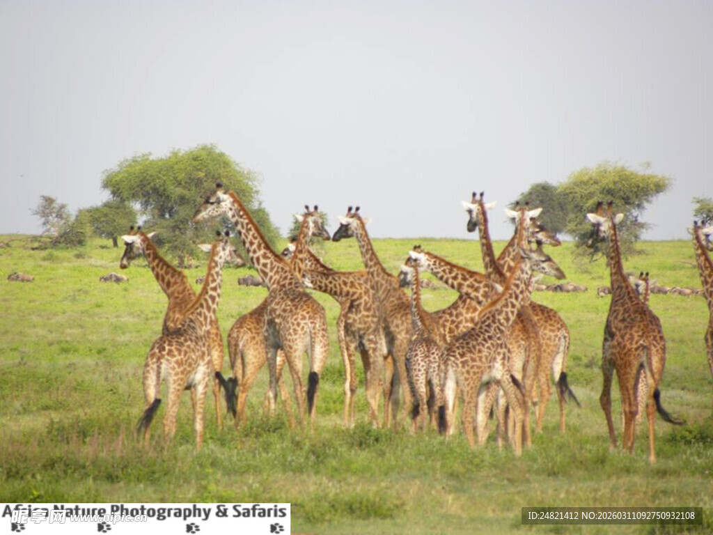 草原上的长颈鹿群