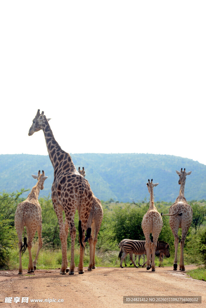 一群长颈鹿漫步于土路