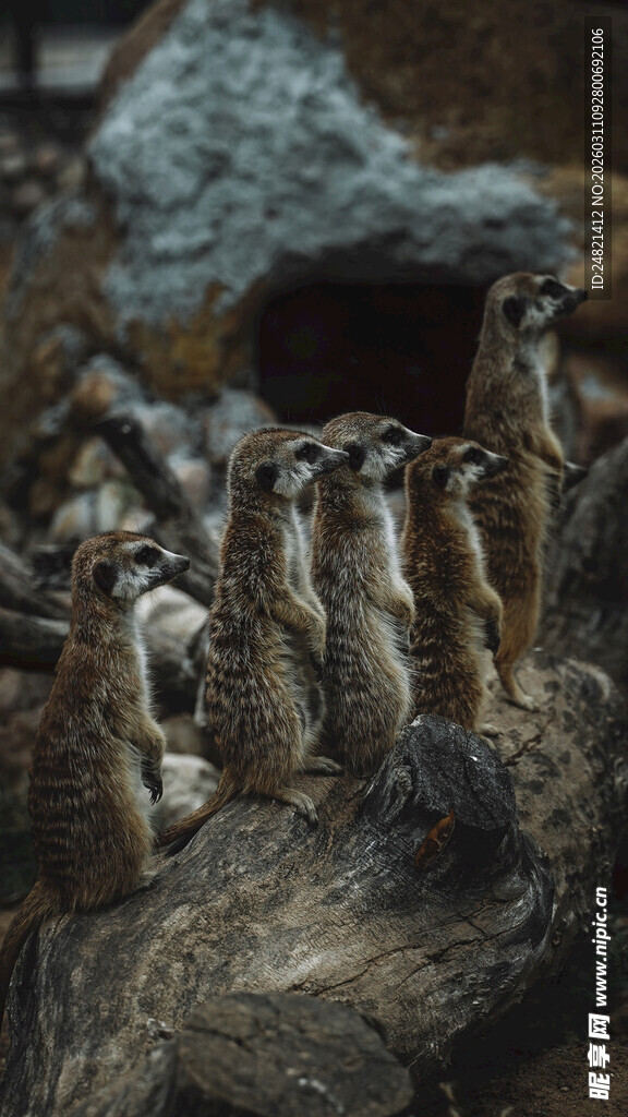 一群狐獴聚集在岩石上