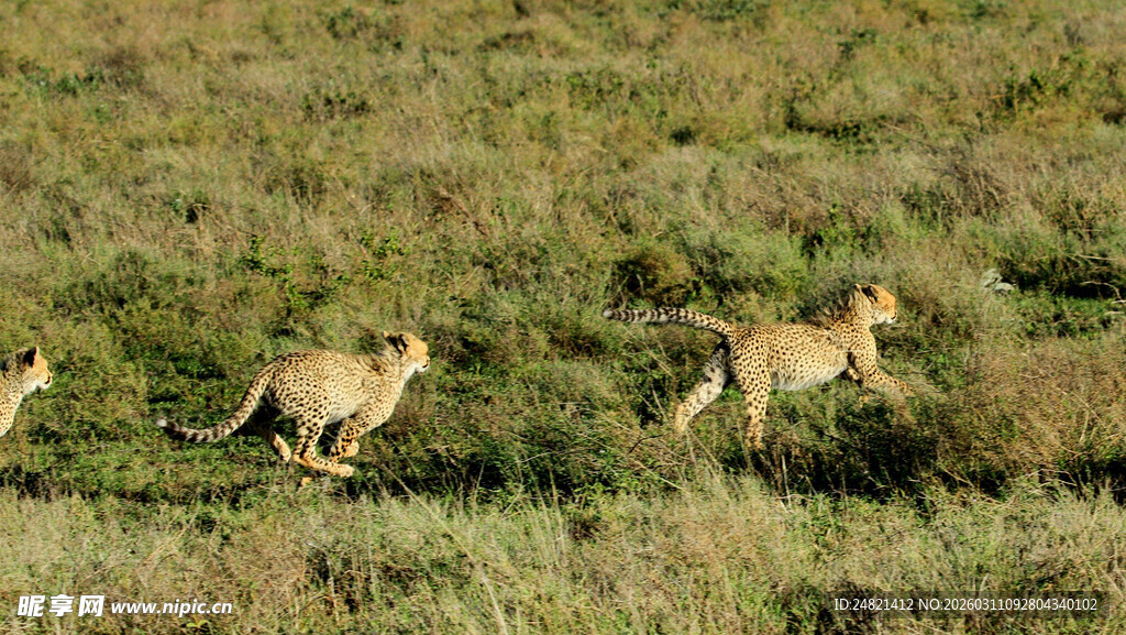 草原上奔跑的几只羚羊