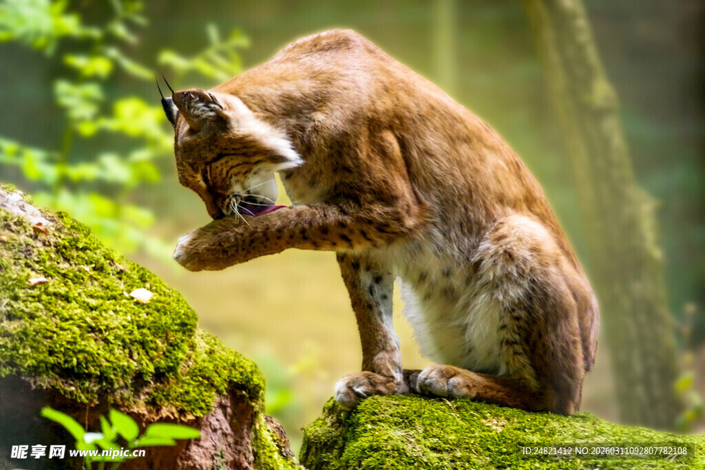 美洲狮于林间岩石处打理毛发