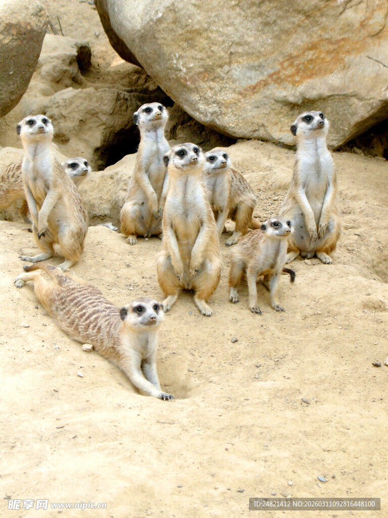 一群狐獴聚集在沙地上