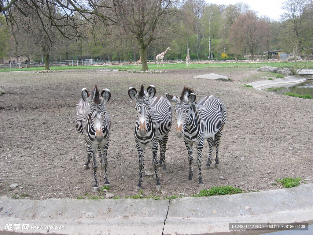 三只斑马站立在户外场地