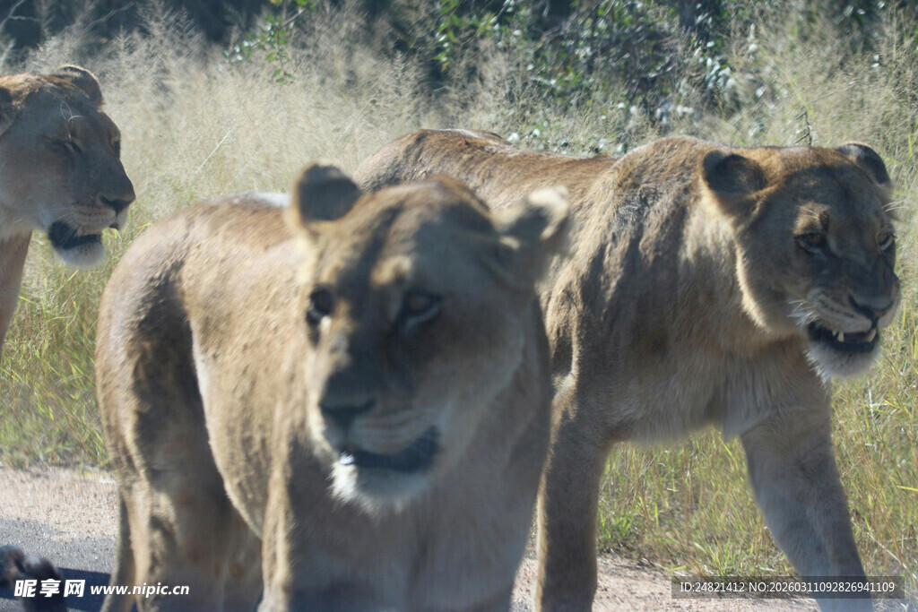 草原上的三只狮子
