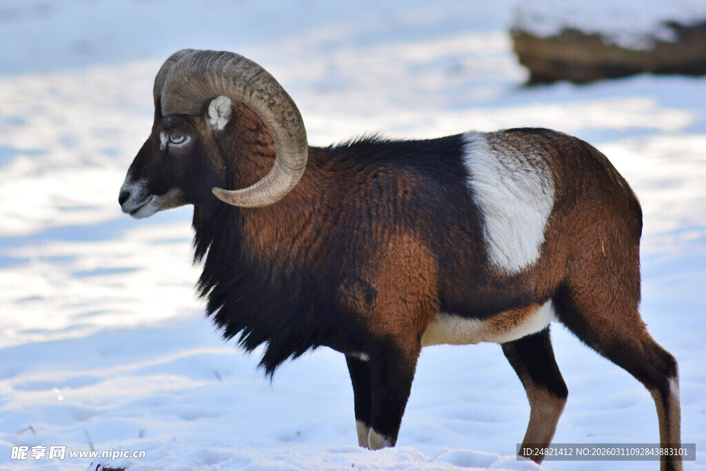 雪地中的盘角羊