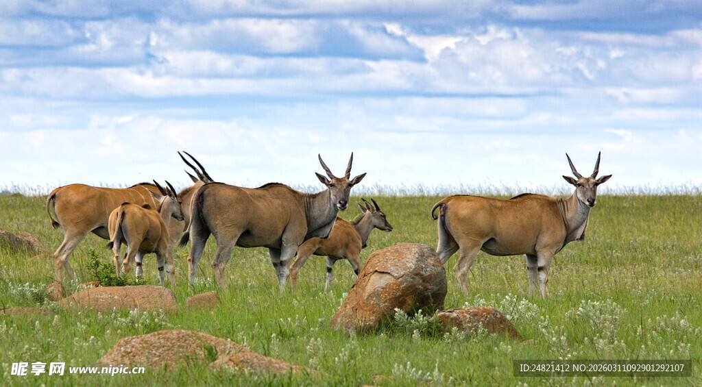 草原上的羚羊群